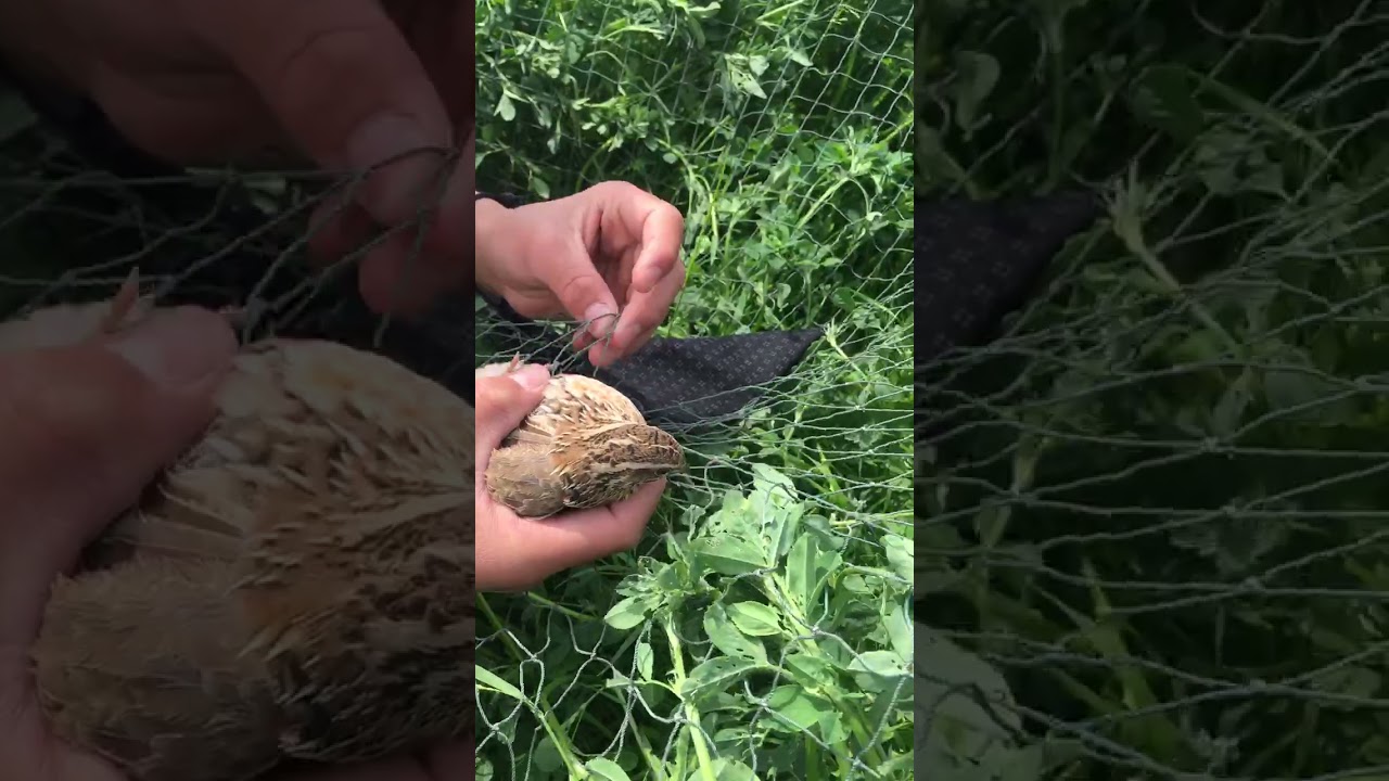 21 апреля 2021 г.