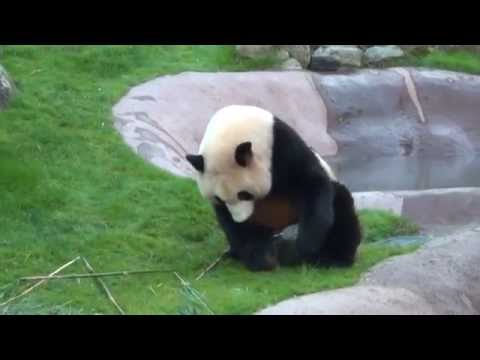 アドベンチャーワールド パンダ (2014/10/30)
