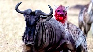 Terrifying!! Hyena Rips a Wildebeest's Guts