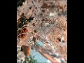 С Новым Годом. Narciso-flowers. #flowers #цветы #розы #популярное