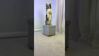 Teaching dogs to listen for the cue - stimulus control with multiple behaviors and one prop
