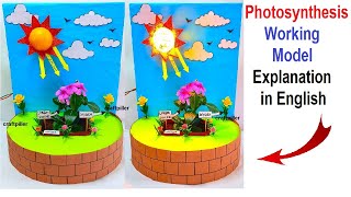photosynthesis working model (3d) explanation in english for science project exhibition craftpiller
