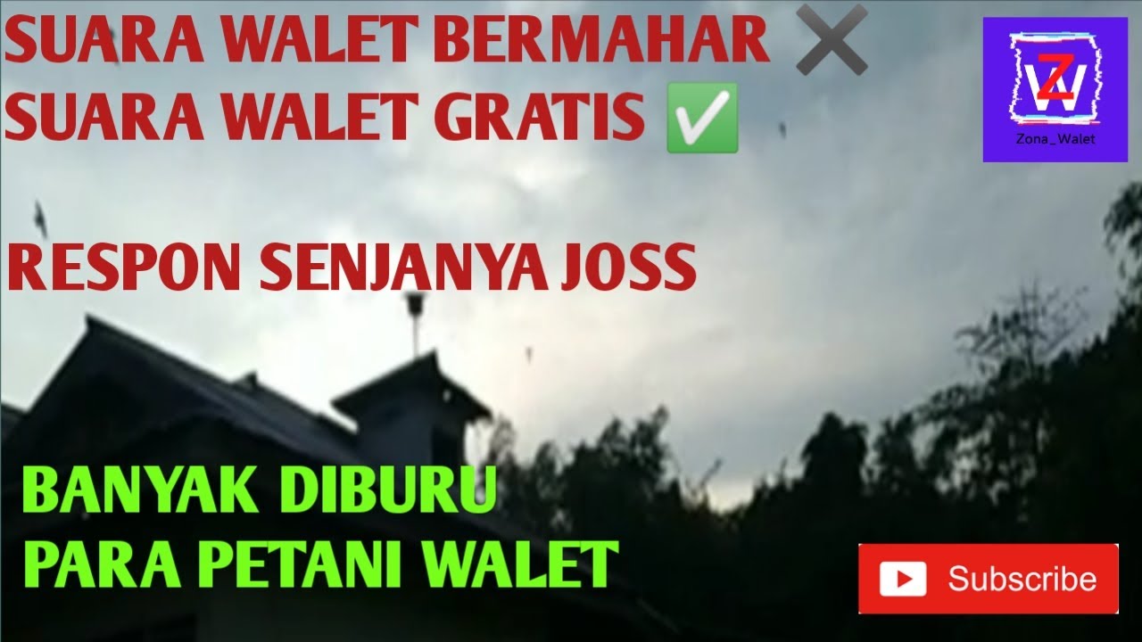SP YG DICARI CARI OLEH PETANI WALET || RESPON SENJA NYA WOW 🤩🤩🤩
