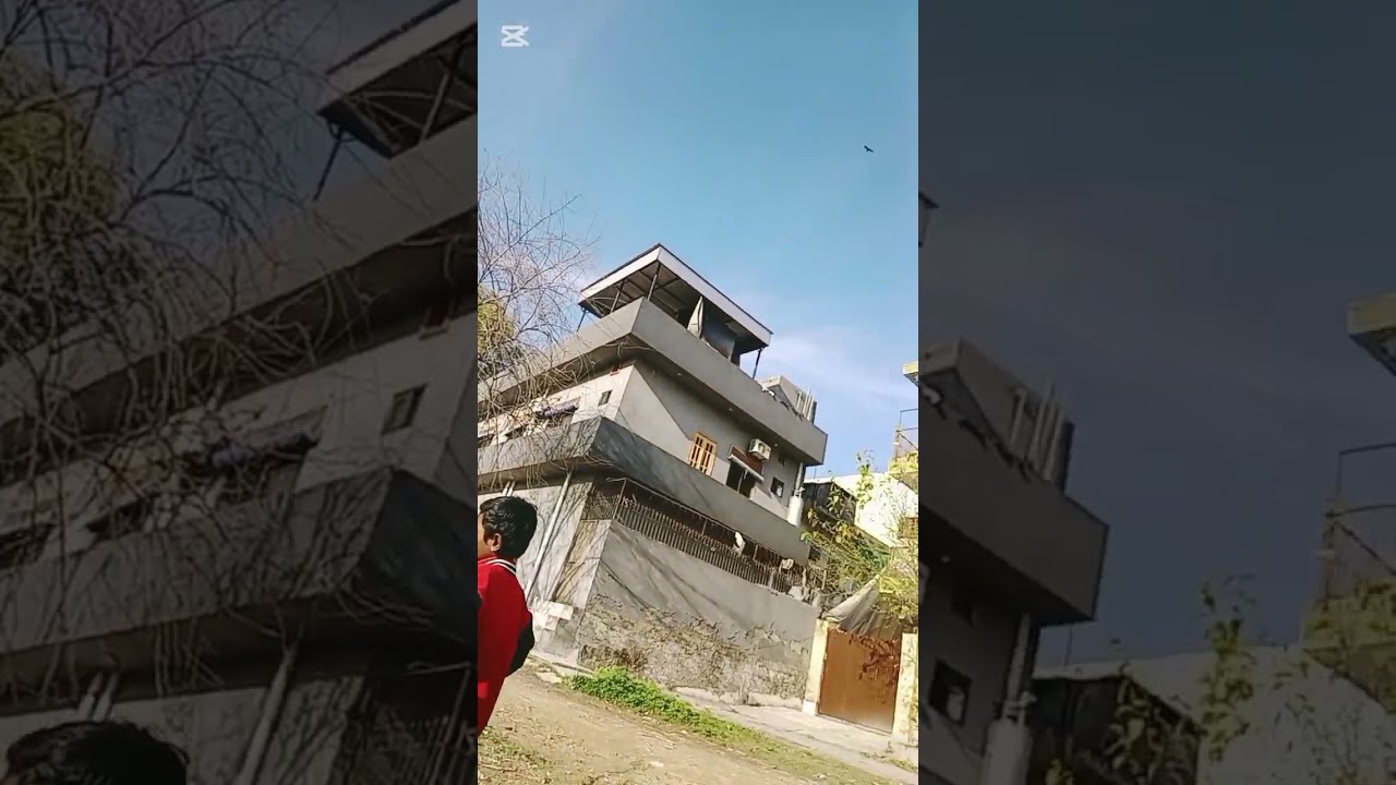 jungle mai puppy gum ho gaya....