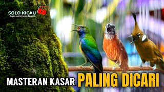 Download Lagu 🔴KOMBINASI MASTERAN KASARAN - CUCAK CUNGKOK TEPUS KEPALA ABU CILILIN cocok buat murai batu ijo konin MP3