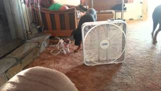 Puppy Pit Bull Playing With 2 Rottweilers