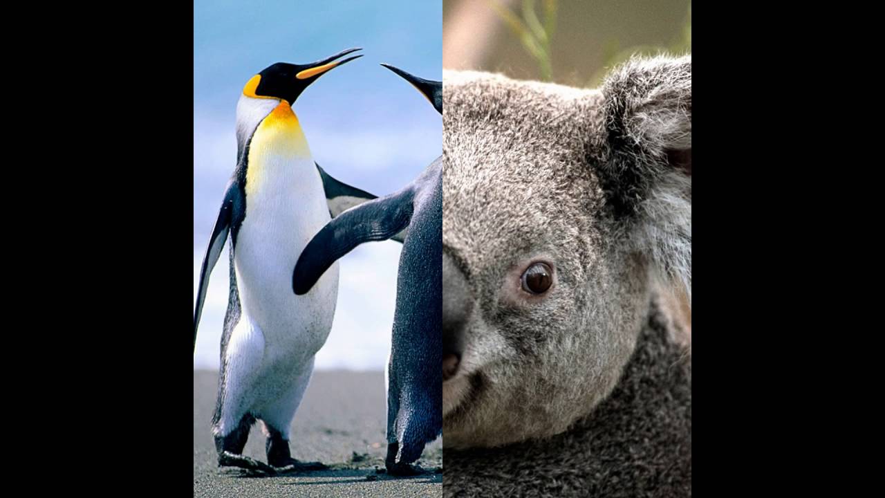 cute animals - YouTube