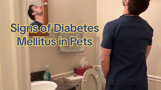 Signs of Diabetes Mellitus in Pets