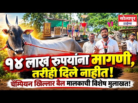 ♦️14 लाख रुपयाला मागितलेला तरीही शेतकऱ्याने दिला नाही! सर्वांचे लक्ष वेधून घेणारा खिलार बैल पहा!!