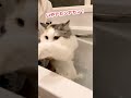 落ちたんちゃうで？ほんまやで？【おしゃべりする猫】 #Shorts 【猫アテレコ】