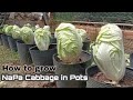 How to Grow NaPa Cabbages in Pots at Home, So Easy for Beginners by NY SOKHOM