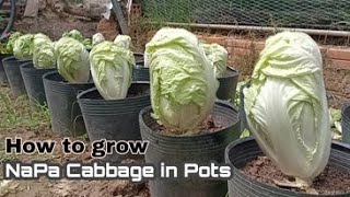 How to Grow NaPa Cabbages in Pots at Home, So Easy for Beginners by NY SOKHOM