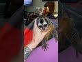 Who Remembers This Iconic Video Kinkatopia Genet Animalsanctuarylife Animals Monkey Owlmonkey Who Remembers This Iconic Video Kinkatopia Genet Animalsanctuarylife Animals Monkey Owlmonkey