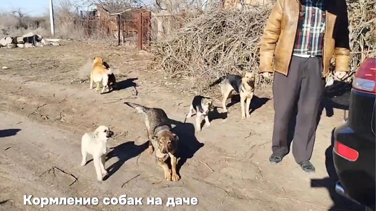 Кормим бездомных собак на даче.Волонтерство