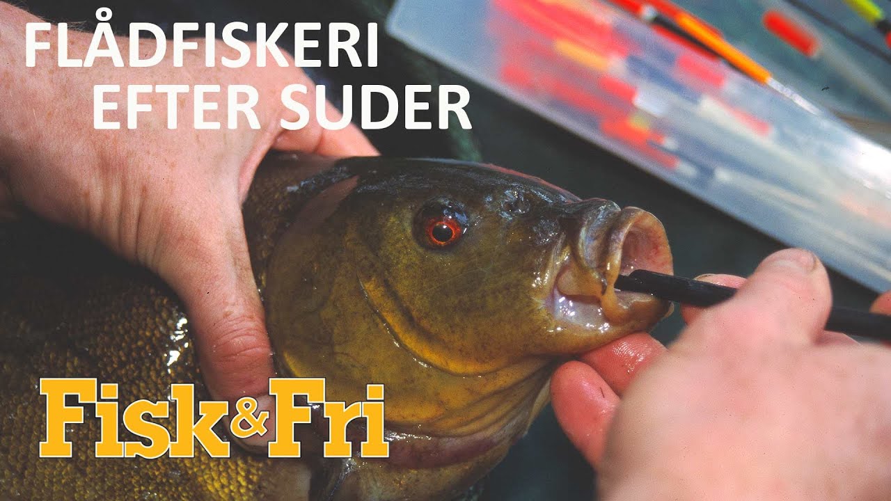 FLDFISKERI EFTER SUDER