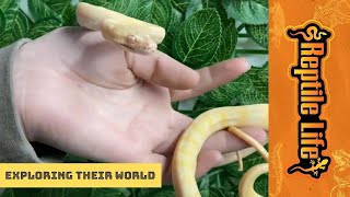 Inquisitive Albino Darwin Carpet Pythons | Reptile Life Inquisitive Albino Darwin Carpet Pythons | Reptile Life