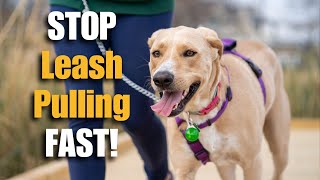 How To Train Your Dog To ALWAYS Walk On A Leash