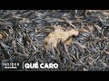 Por qué las anguilas son tan caras | Qué caro | Insider Español