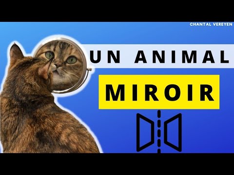 Vidéo: Quels animaux comprennent les miroirs ?