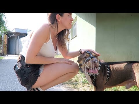 Video: Adoptiere ein Haustier kostenlos während Maddies Haustier-Adoptionstagen