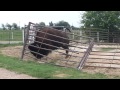 how a bison fixes a fence