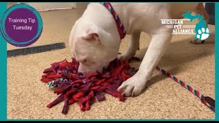 Tire your dog out with fun, DIY enrichment activities by Michigan Pet Alliance 110 views 11 months ago 15 seconds