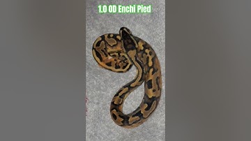 1.0 OD Enchi Pied #orange #dream #ballpythons #python #snake #shorts #shortvideo #short #shortsfeed
