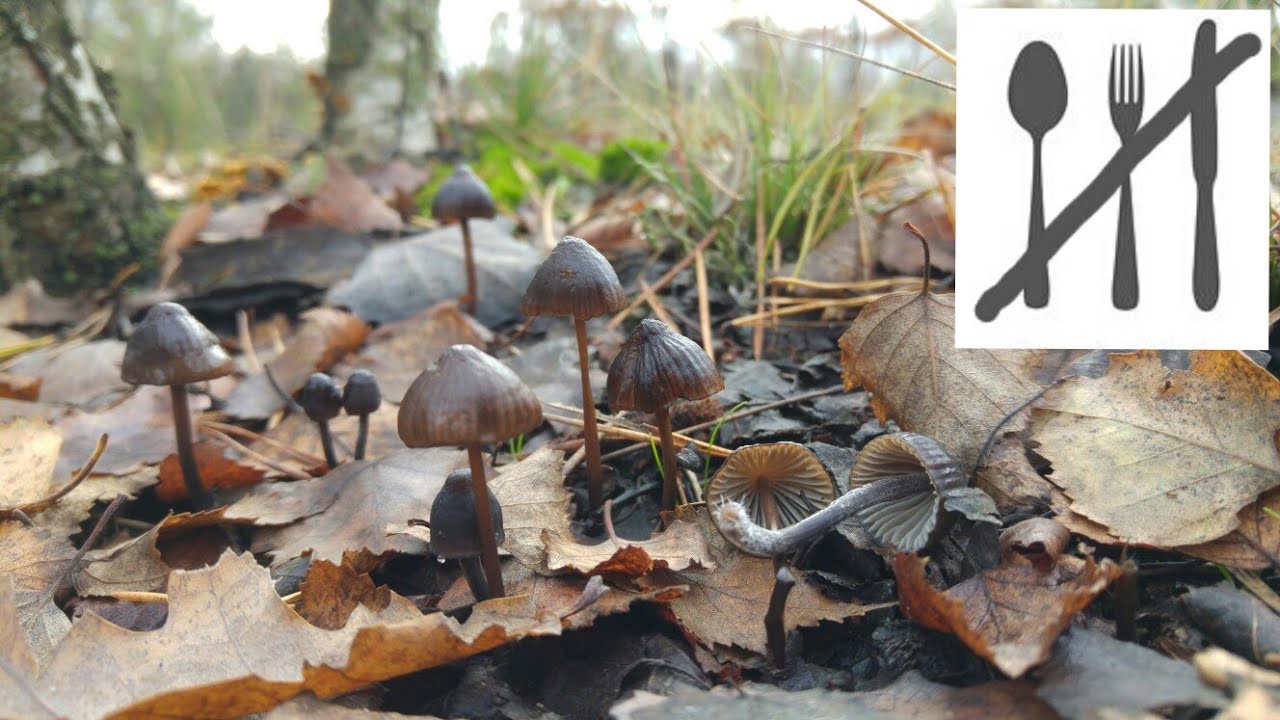 Grzybówka mleczajowa, odmiana ciemna (Mycena galopus var. nigra) Jaworzno