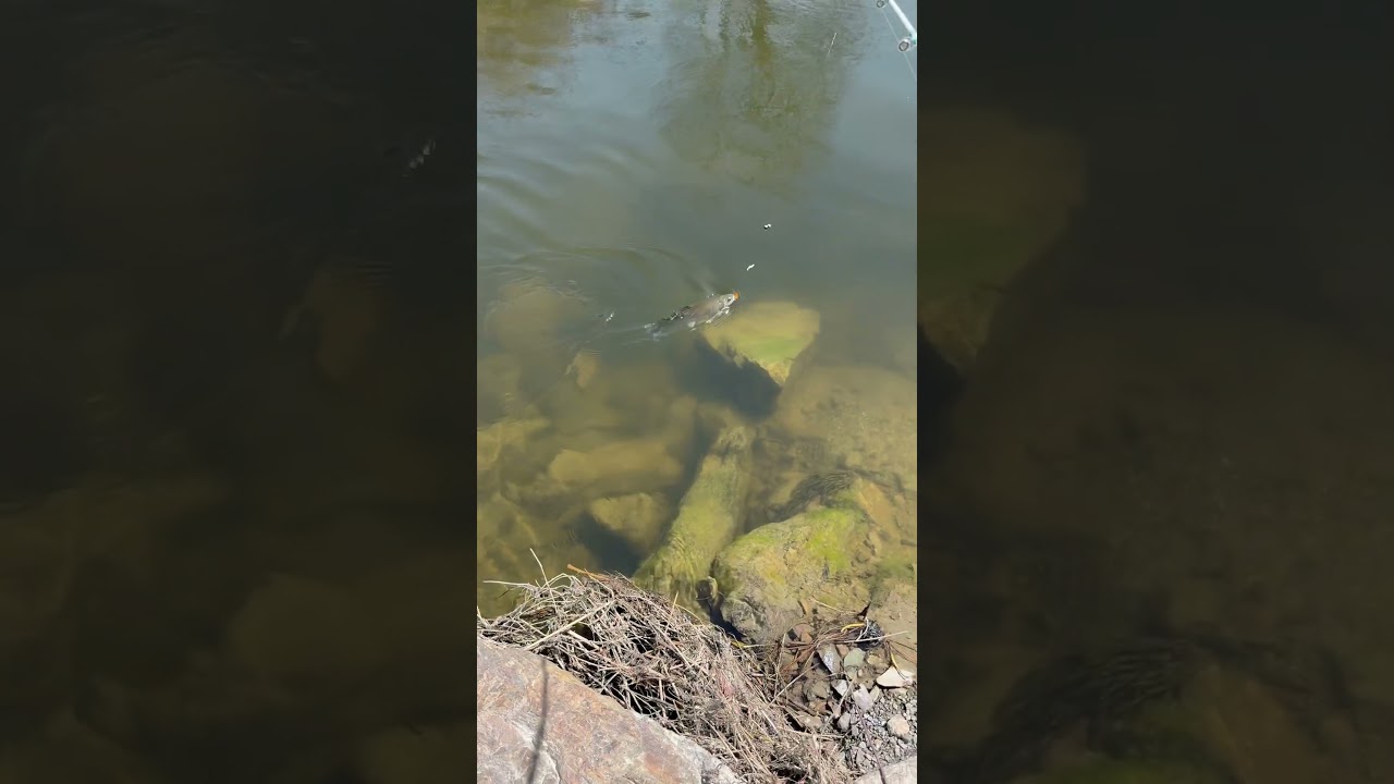 First rainbow of the year #pnw #fishing #shorts #subscribe #content #3ksubs #justfishing #fishhard