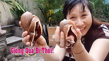 Cách Làm ỐC KÈN Giá gần 100$/kg Sao Cho Ngon – Family Travel – Mai Râng TV