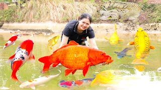 Harvest Giant Golden Carp & Make sour soup and grilled fish - Goes to the market sell Lý Thị Hồng