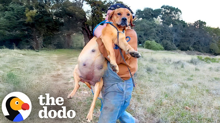 Rescuing a Very Pregnant Dog After Hours of Tracking in the Woods | The Dodo