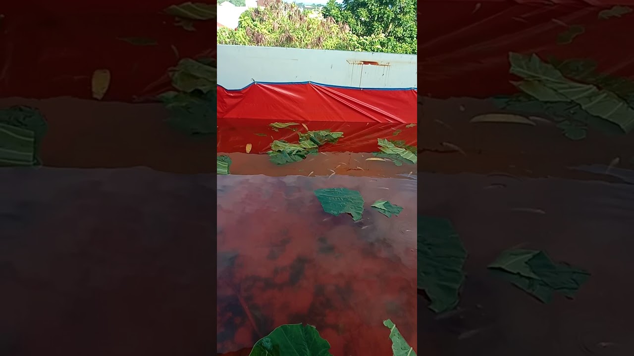 Gurame kolam terpal 