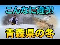 こんなに違う！青森県の冬　「おしえて！やはばくん　青森県の冬」