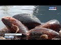 Битва за выживание: в Чёрном море рапаны уничтожают мидий и устриц. Специальный репортаж.