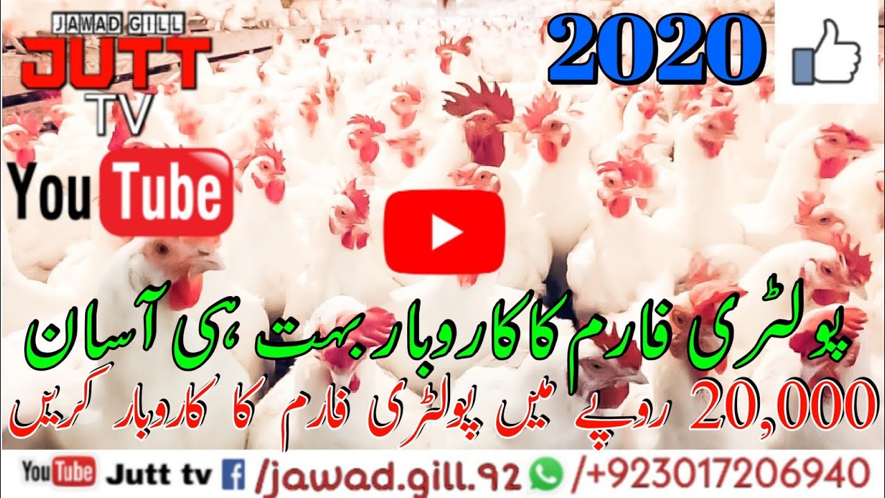 How to Start poultry Farming Business - YouTube
