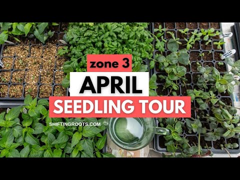 Video: Start frø i zone 3 - information om frøplanteplantningstider for zone 3 haver