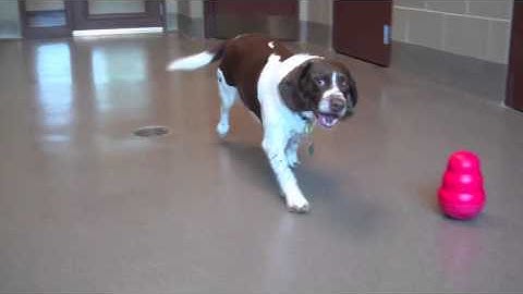 Gunner, a 7-year-old English Springer Spaniel/Beagle mix at the Wisconsin Humane Society