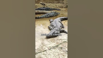 Meet the Largest Reptile on Earth! Saltwater Crocodile Facts You Didn’t Know