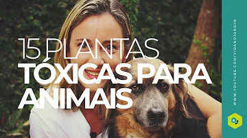 O que significa quando o cachorro come planta?