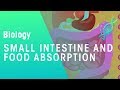 Small intestine and food absorption | Physiology | Biology | FuseSchool