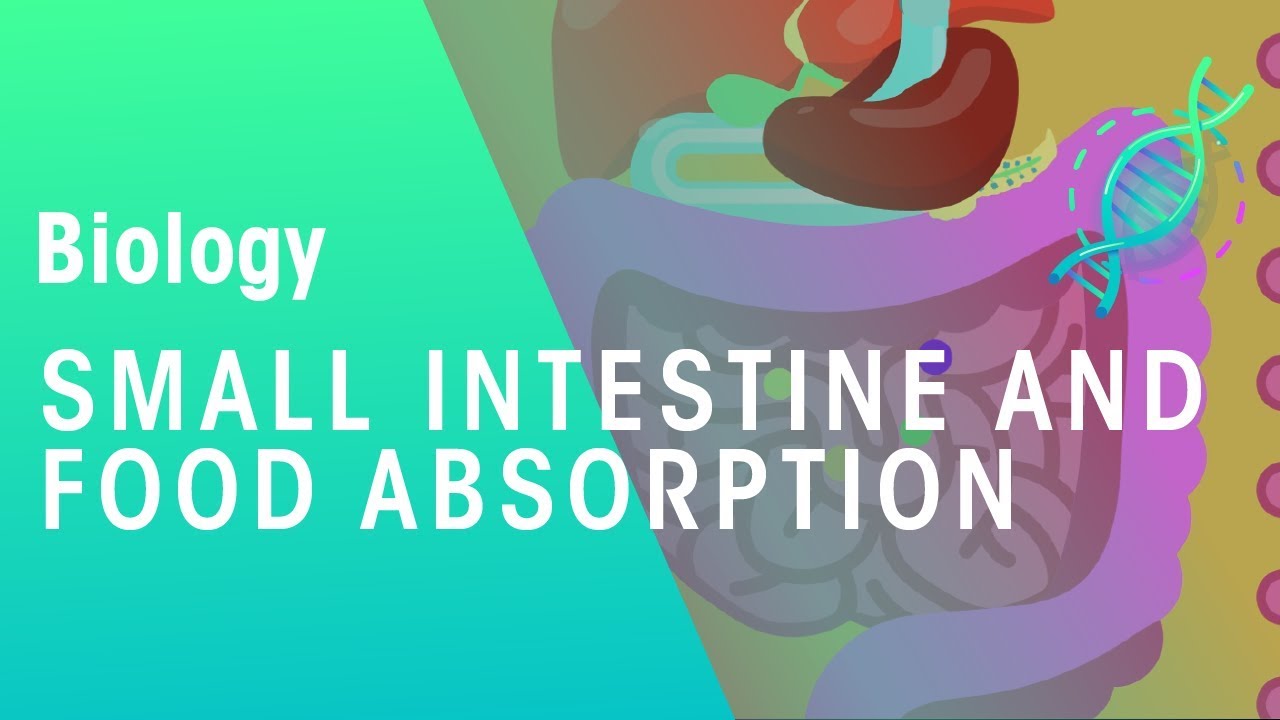 Small Intestine And Food Absorption | Physiology | Biology | Fuseschool