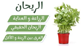 ريحان الأكل و ريحان الزينة / زراعة بذور الريحان /  هل الحبق هو الريحان