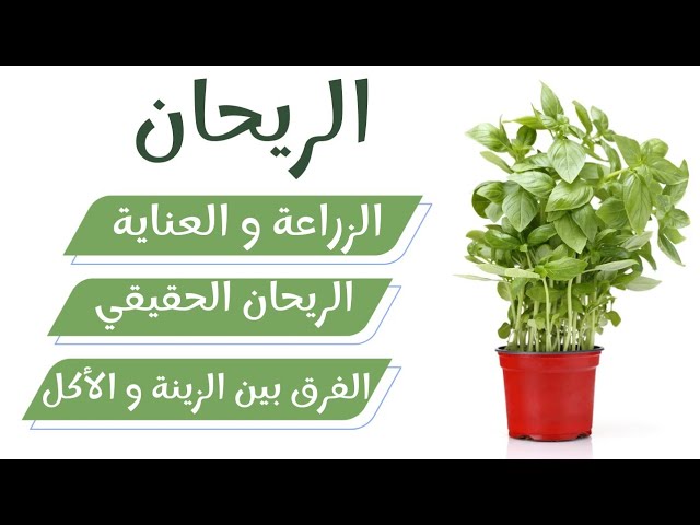 ريحان الأكل و ريحان الزينة / زراعة بذور الريحان / هل الحبق هو الريحان -  YouTube