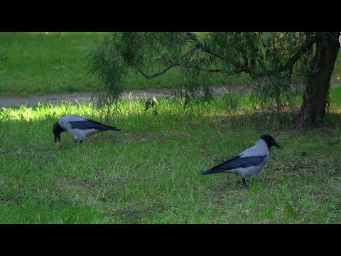 Wideo: Dlaczego świnie robią wspaniałe zwierzęta