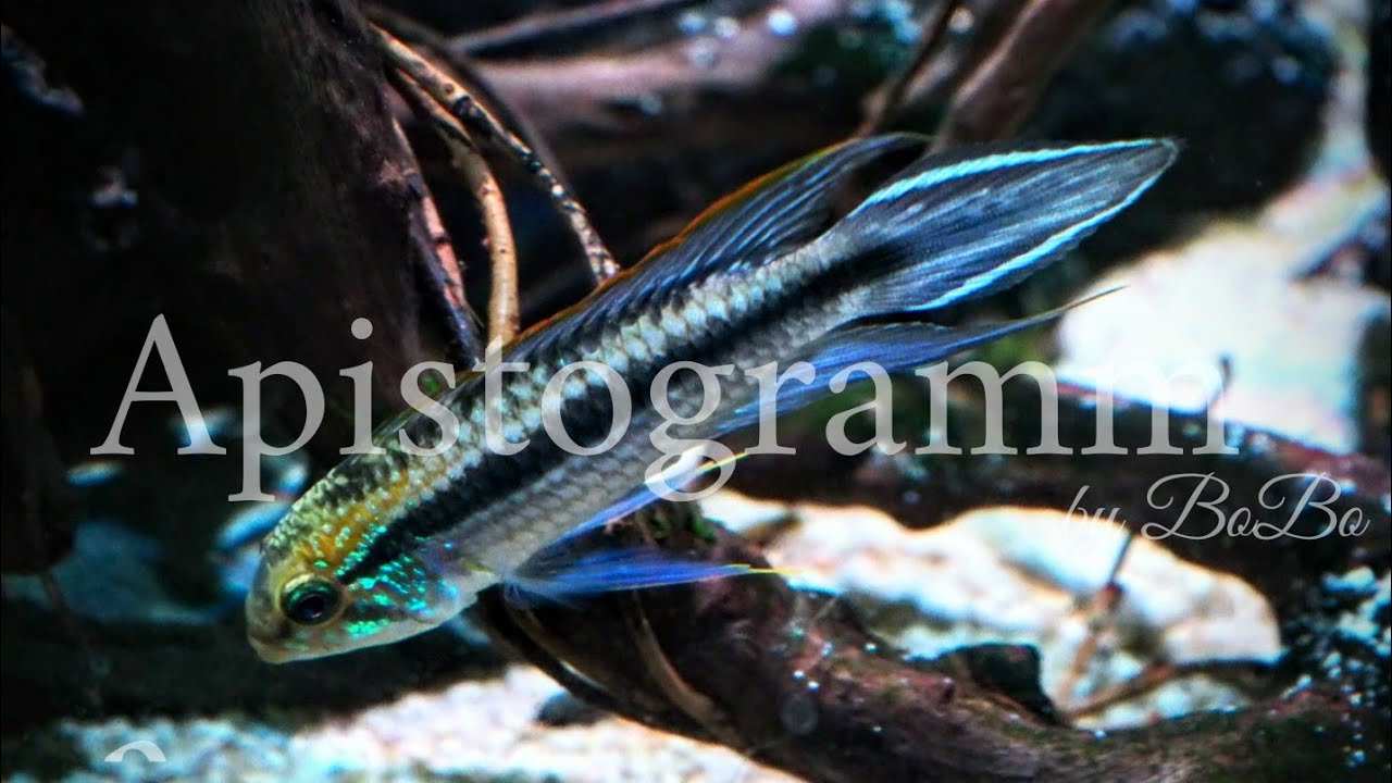 不思議な泳ぎ方をする熱帯魚ベスト10 泳ぎがかわいい魚種をご紹介 トロピカ