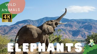 Amazing Elephants | Educational Videos for Kids | Animals for Kids | CuteKidsTV