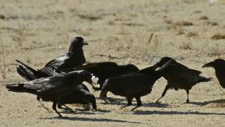 Ravens and the Egg