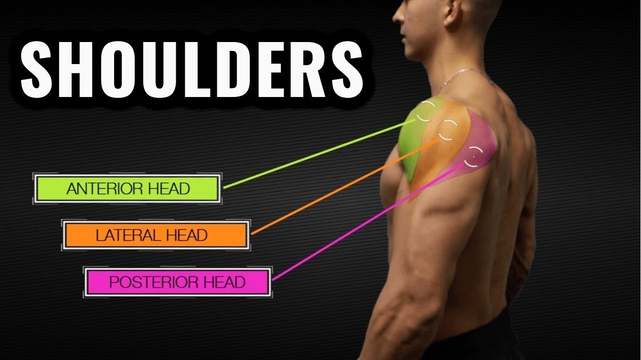 how to train shoulders with Lazar YouTube