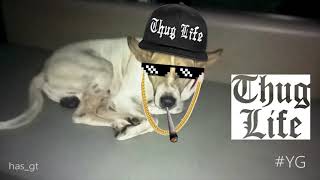 NSBM Mini Mart Dog - Thug Life screenshot 1